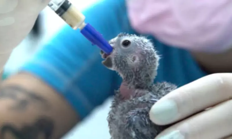 Projeto de reintrodução salva periquito-cara-suja da extinção no Brasil