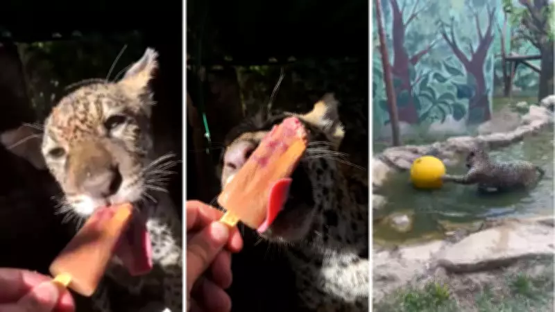 Projeto em Taubaté usa criatividade para preservar comportamento selvagem de animais silvestres