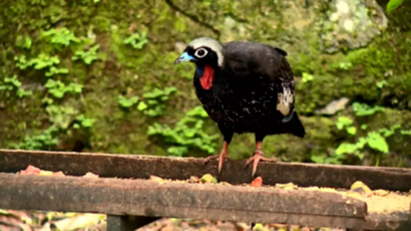 Projeto no ES busca reintroduzir jacutingas, ave extinta na região, à Mata Atlântica