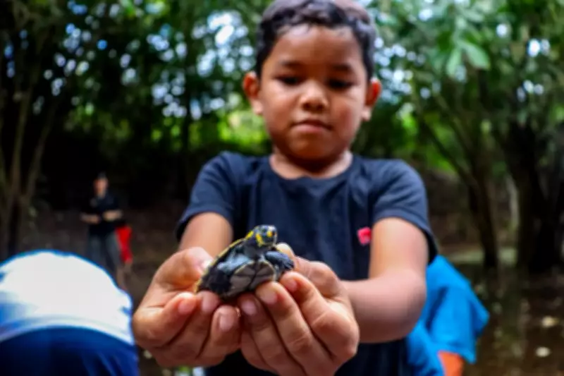 Projeto Pé-de-Pincha devolve 905 filhotes de tracajá à natureza no Amazonas