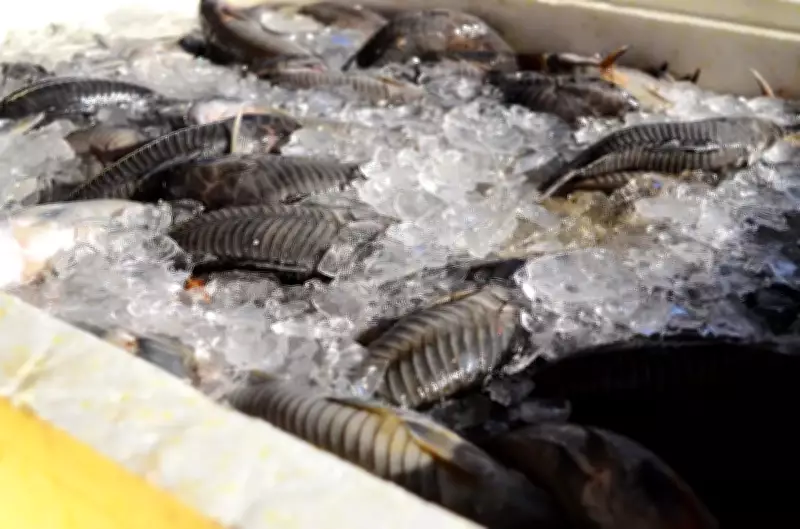 Projeto Peixe Popular oferece pescado a preços acessíveis em sete municípios do Amapá