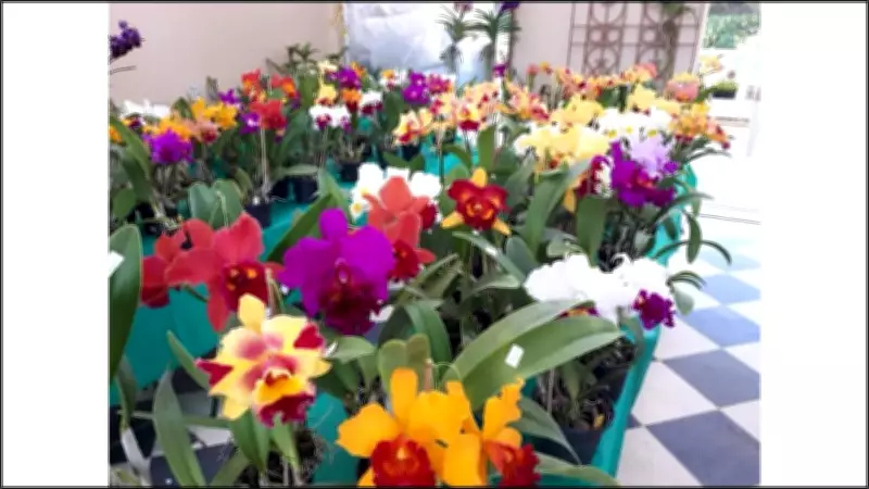 Pátio Limeira Shopping sedia 4ª Feira de Orquídeas com exposição e venda de plantas