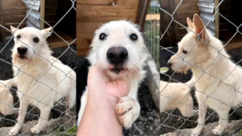 Pumba, cão resgatado em deslizamento em Juiz de Fora, está bem e vira símbolo de esperança