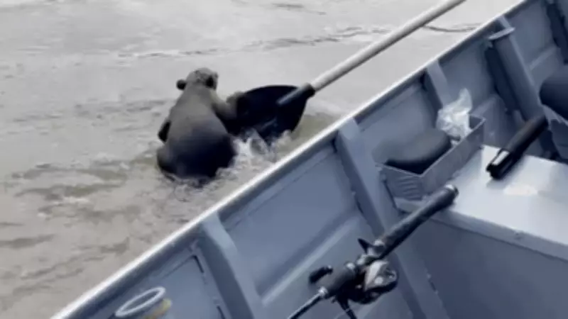 Quati cansaço pega carona em remo de pescadores para atravessar Rio Xingu em MT