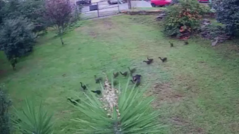 Quatis invadem batalhão ambiental em Passo Fundo em busca de pêssegos