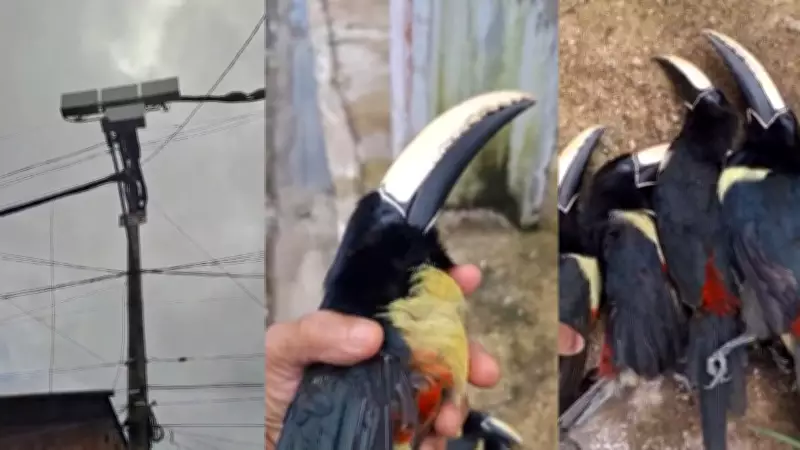 Quatro tucanos morrem eletrocutados em fiação elétrica no bairro Curió-Utinga, em Belém