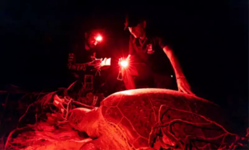 Queda alarmante de desovas de tartarugas-verde em Fernando de Noronha preocupa pesquisadores