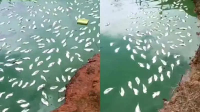 Queda de energia mata 5 mil tilápias e causa prejuízo de R$ 50 mil a produtor no ES