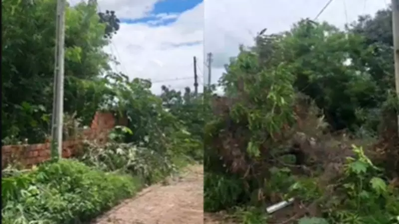 Queda de árvore deixa casas sem energia por mais de 20 horas em Teresina