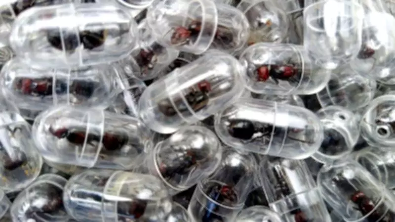 Quênia enfrenta tráfico ilegal de formigas-rainhas para colecionadores internacionais