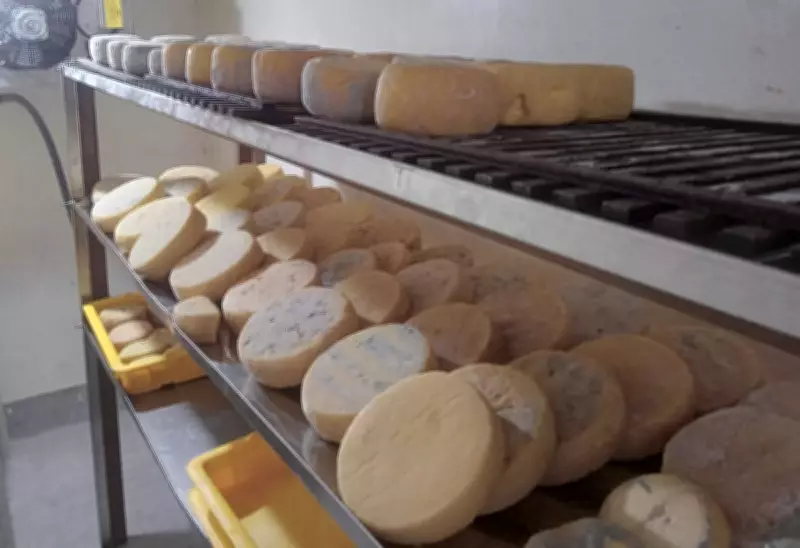 Região Serrana do Rio lança Rota Queijeira para valorizar queijos artesanais