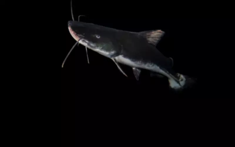 Relatório da ONU alerta: peixes migradores de água doce têm queda de 81% desde 1970