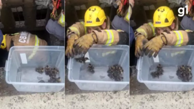 Resgate Inusitado: Filhotes de Pato Caem em Bueiro na BR-386, em Nova Santa Rita