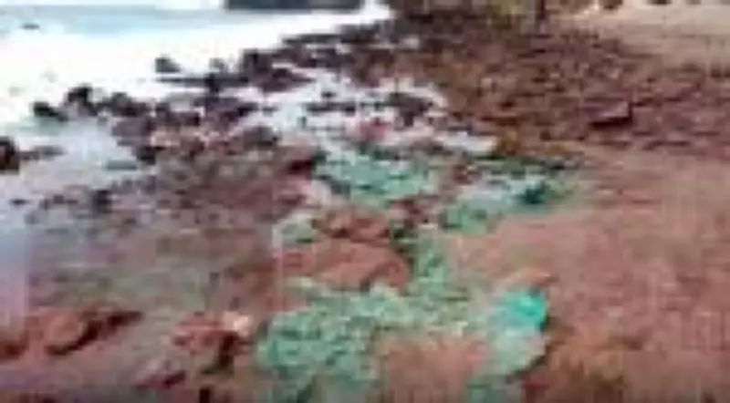 Rochas plásticas contaminam ninhos de tartarugas na Ilha de Trindade, revela estudo da Unesp