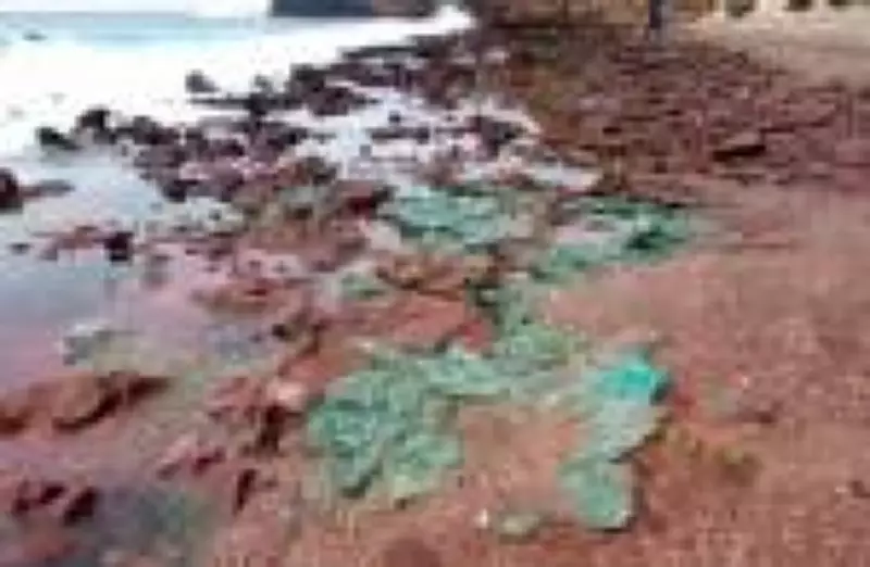 Rochas plásticas são descobertas em ilha remota do Brasil, marcando possível era geológica humana