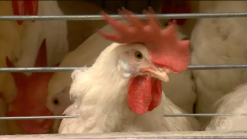 RS confirma foco de gripe aviária em aves silvestres na Reserva do Taim