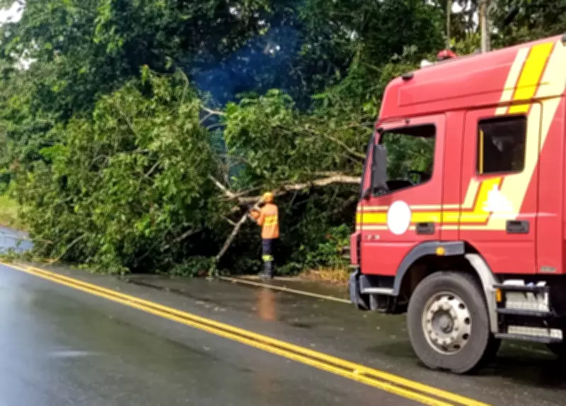 Árvore cai e interdita trecho da rodovia SE-368 em Santa Luzia do Itanhy