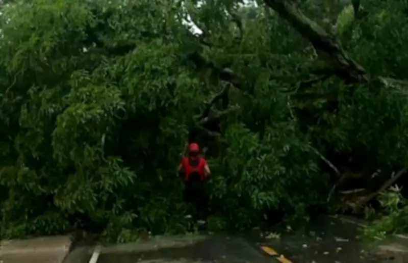 Árvore de grande porte cai durante temporal no Bengui, Belém, e bloqueia via