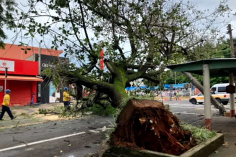 Árvore de grande porte cai e bloqueia rua no Taquaral, em Campinas, sem feridos