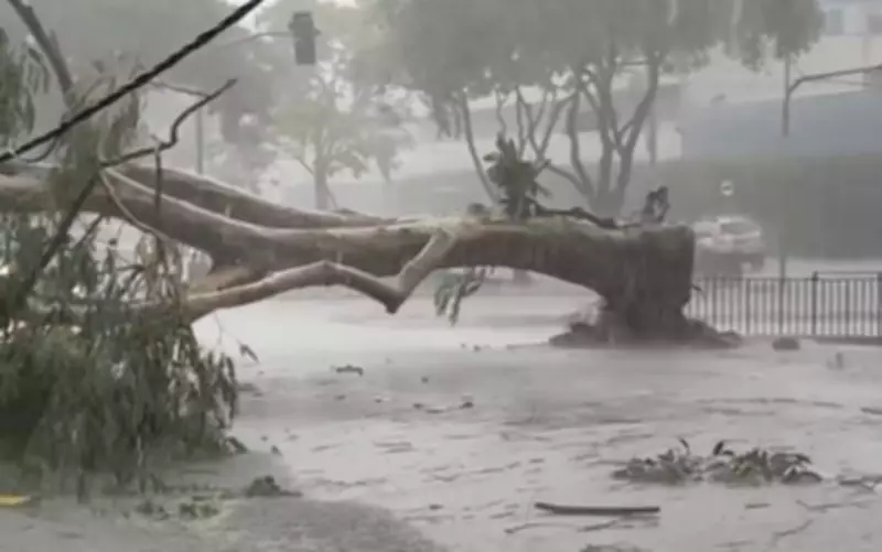 Árvore invasora causa destruição em revenda de carros durante temporal em Ribeirão Preto