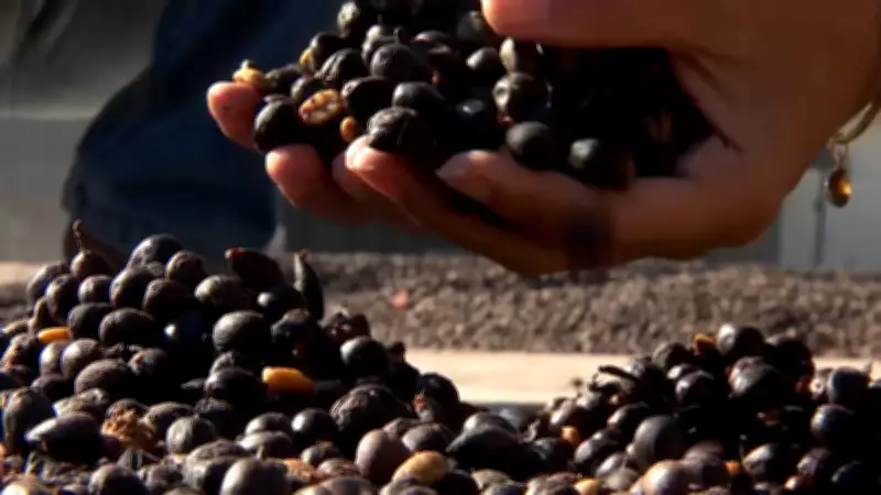 Safra 2026/27 do café apresenta sinais promissores de colheita e volume