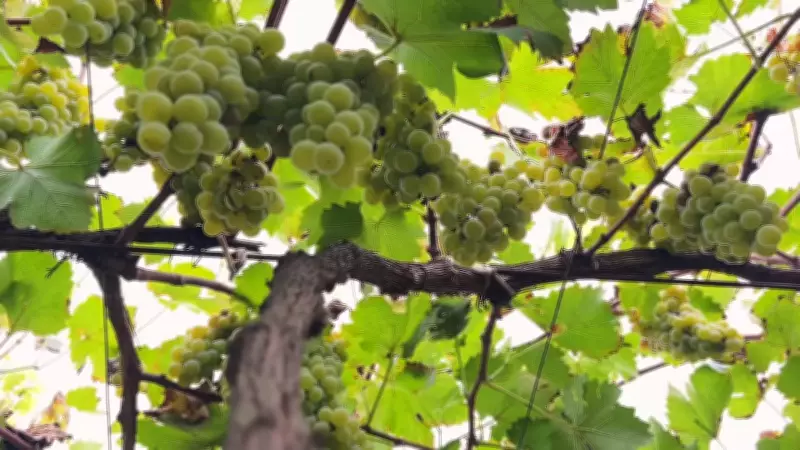 Safra de uvas em São Roque (SP) atrasa 15 dias, mas qualidade das frutas é positiva