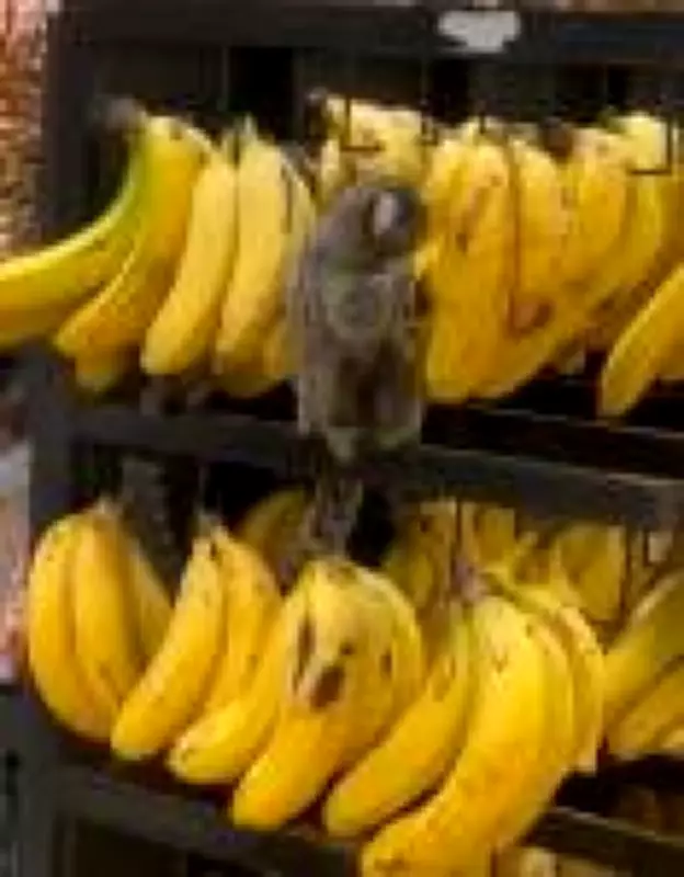 Saguis invadem supermercado no ES e viralizam, alertando para interação entre fauna e cidades