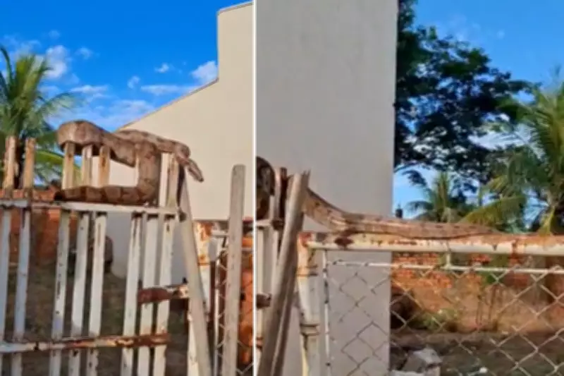 Salva-vidas resgata jiboia de três metros enrolada em portão em Panorama (SP)