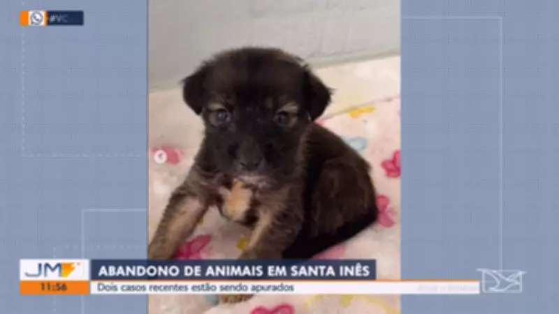 Santa Inês registra dois casos de maus-tratos a animais em menos de 48 horas