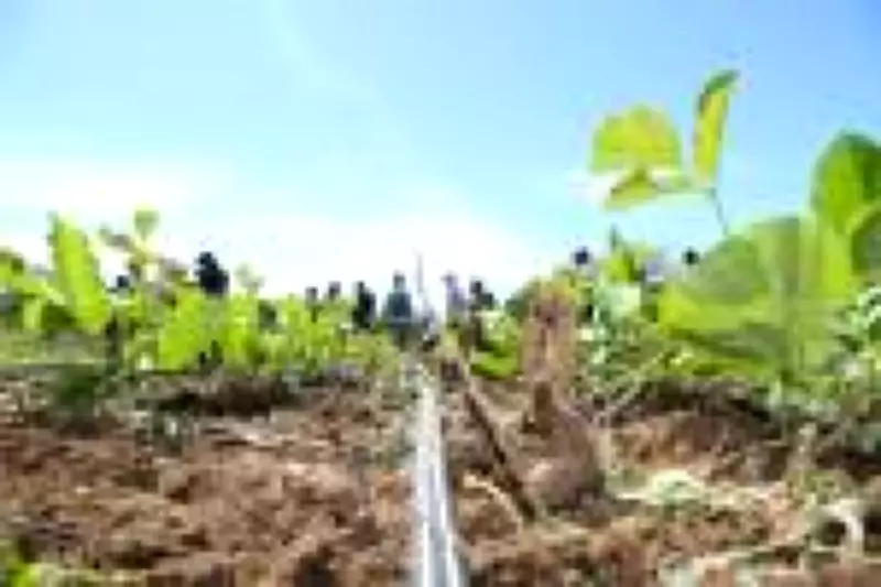 Seguro Rural registra queda de 8,9% no faturamento em 2025, aponta análise do IRB