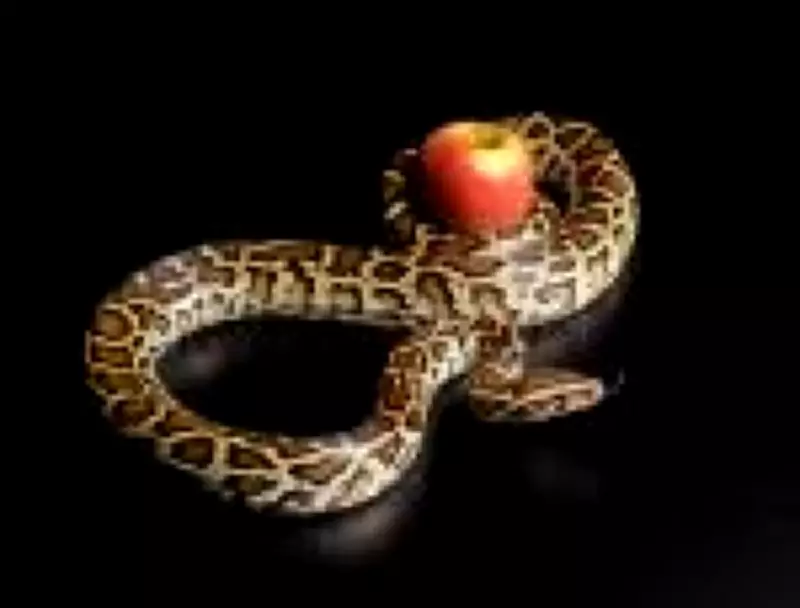 Serpente birmanesa pode inspirar nova geração de medicamentos para emagrecimento
