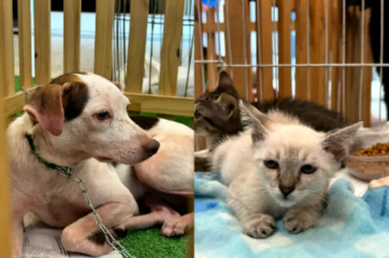 Shopping em Belém promove feira de adoção de pets neste sábado com ONG local