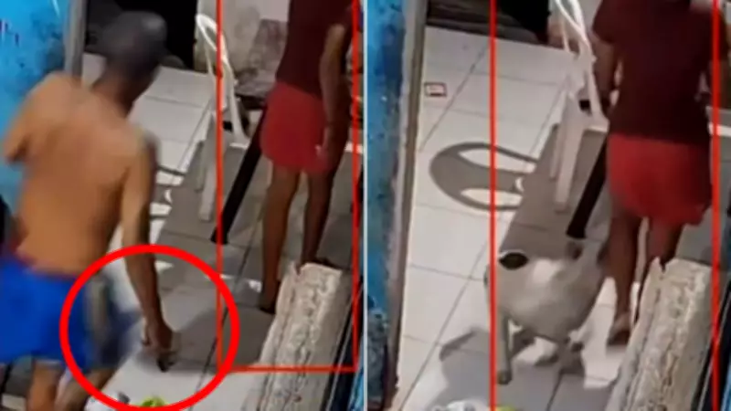 Sobrinho denuncia tio por agredir cachorro com chinelada em Teresina; animal busca adoção