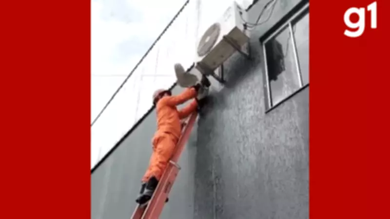 Socó-boi é resgatado após ficar preso em ar-condicionado em empresa de carros em MT