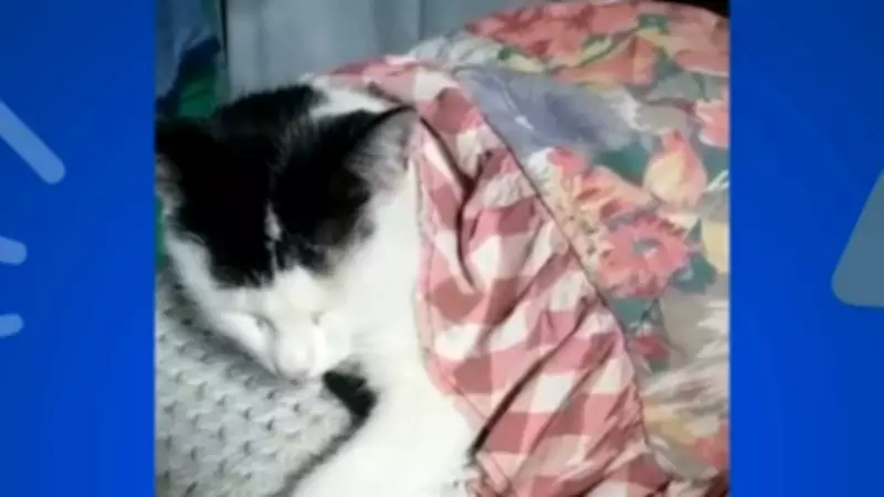 Soltando os Bichos: Animais de Estimação Roubam a Cena com Personalidade e Diversão