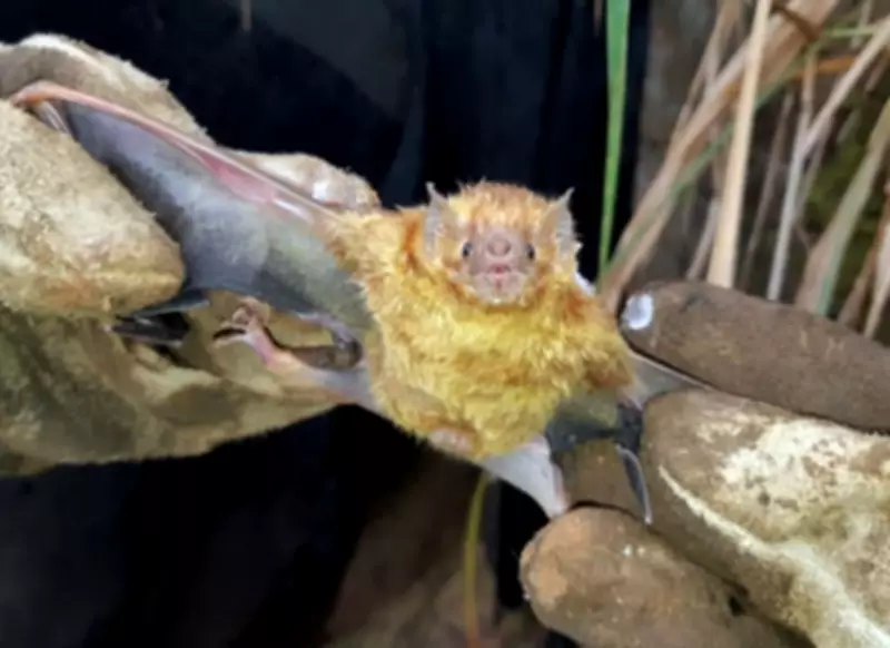 Sorocaba registra dois novos casos de raiva em morcegos e intensifica ações preventivas