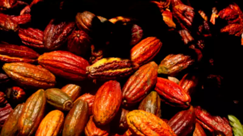 SP entra na disputa do cacau com centro de pesquisa para chocolates mais saudáveis