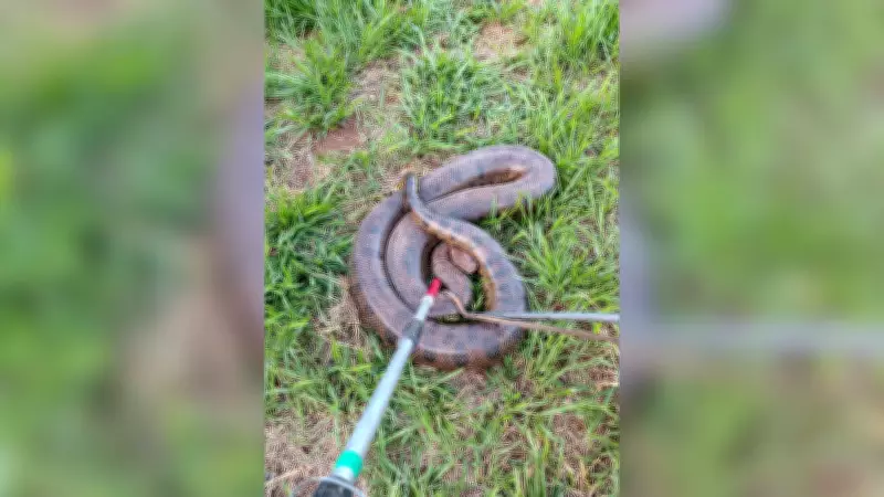 Sucuri de 4 metros é capturada em área urbana de Uberlândia após mobilização dos bombeiros