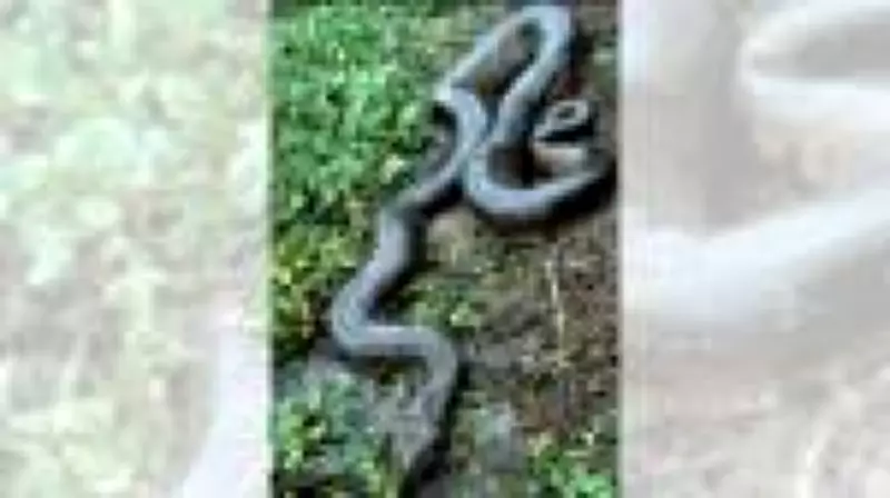 Sucuri gigante engole cachorro em fazenda de Mato Grosso do Sul; especialistas alertam