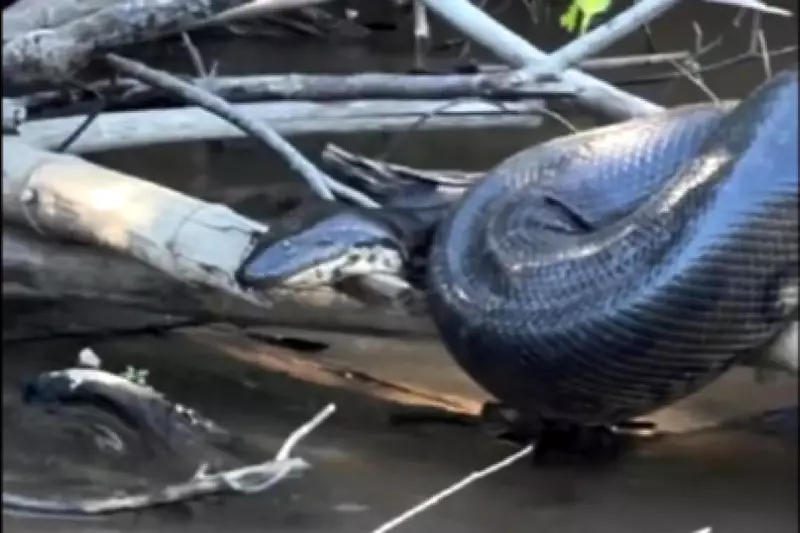 Sucuri gigante é flagrada 'tomando sol' em rio de Bonito, MS; guia registra momento