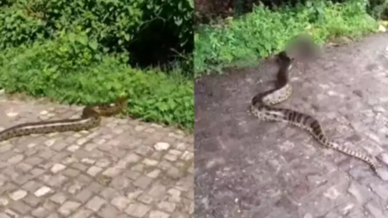 Sucuris devoram animais em rua de Teresina e aterrorizam moradores do bairro Fátima