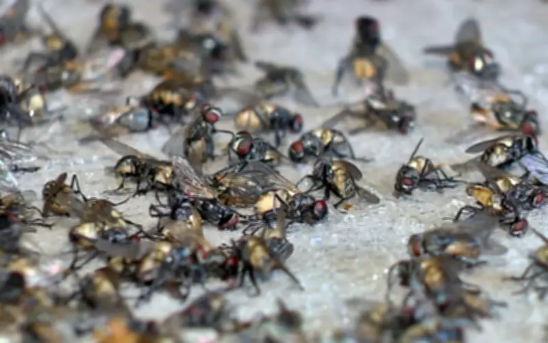 Surtos de 'Virose da Mosca' sobrecarregam unidades de saúde em Sousa, na Paraíba