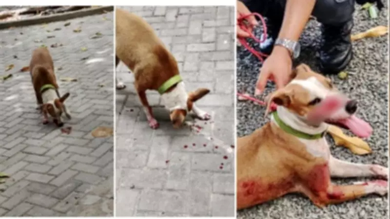 Suspeito de esfaquear cachorro comunitário é preso em Teresina após dois meses