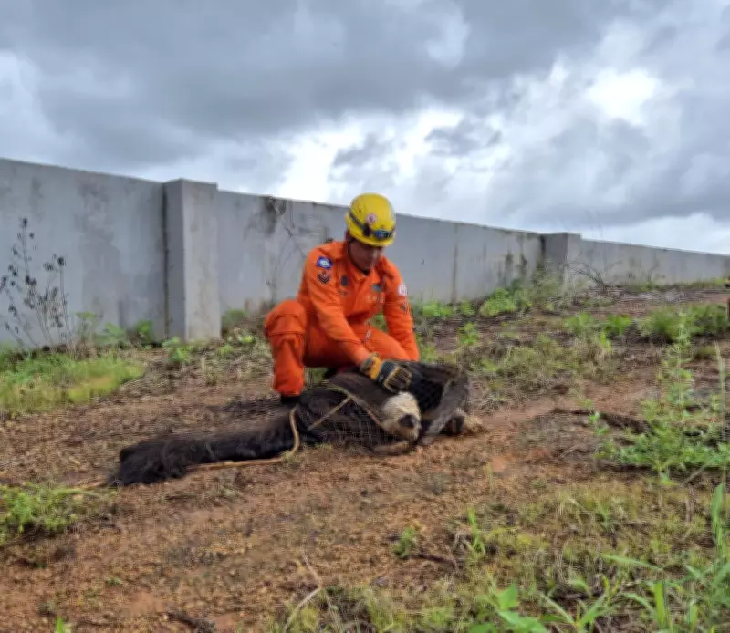 Tamanduá-bandeira ameaçado de extinção é resgatado por Bombeiros em Lucas do Rio Verde
