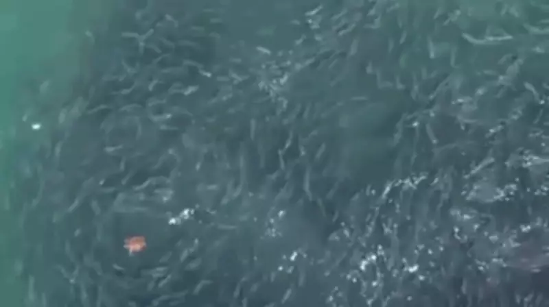 Tartaruga cruza cardume de milhares de peixes em cena rara no Litoral Norte do RS