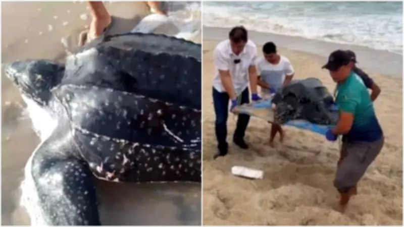 Tartaruga-de-couro, maior do mundo e ameaçada, é resgatada em Aquiraz