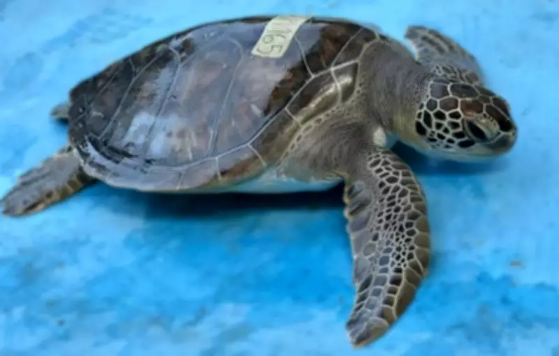 Tartaruga marinha resgatada de cativeiro em Angra dos Reis é solta após reabilitação