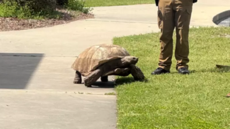 Tartaruga protagoniza fuga épica nos EUA e policiais fazem resgate com bom humor