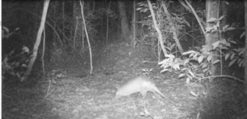 Tatu-galinha ameaçado de extinção é registrado por câmeras em São Pedro da Aldeia