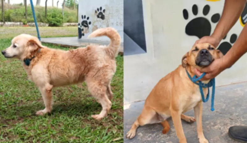 Ted e Meg: cães aguardam adoção há 4 anos em abrigo de Presidente Prudente